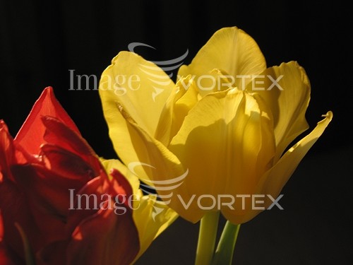 Flower royalty free stock image #247241208