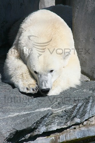 Animal / wildlife royalty free stock image #247998662