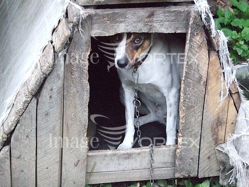 Pet / cat / dog royalty free stock image #247431210