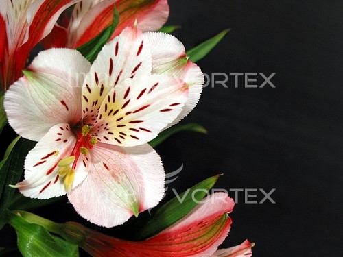 Flower royalty free stock image #249989668