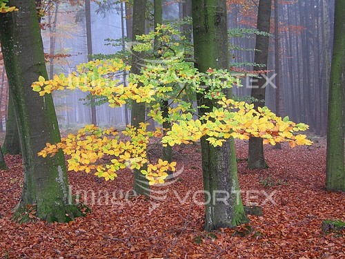 Nature / landscape royalty free stock image #250720889