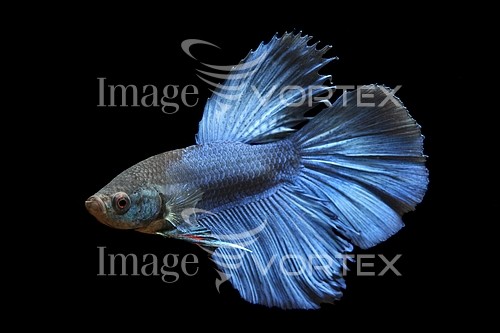 Animal / wildlife royalty free stock image #251984912