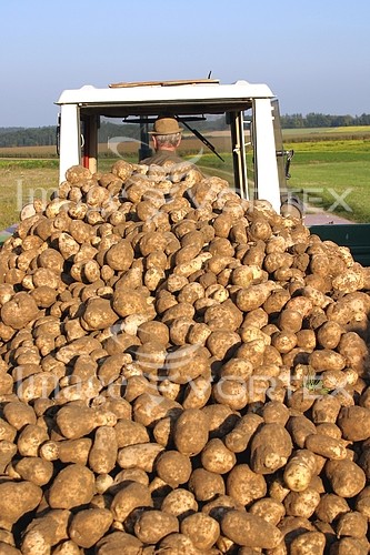 Industry / agriculture royalty free stock image #252167324