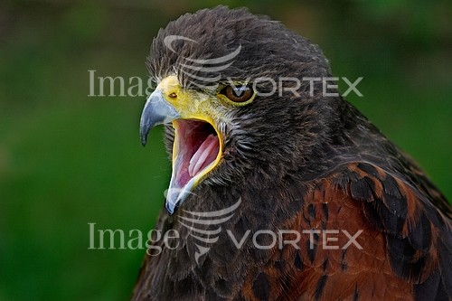 Bird royalty free stock image #254122385