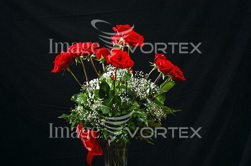 Flower royalty free stock image #254795053