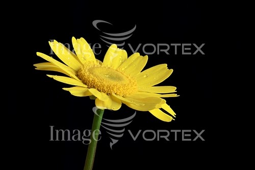 Flower royalty free stock image #255156242