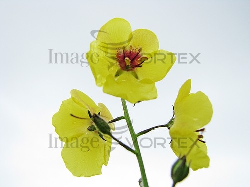 Flower royalty free stock image #255161806