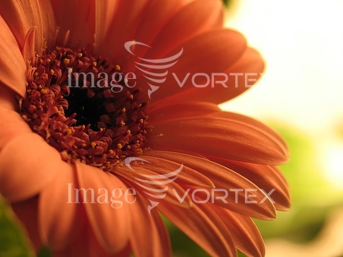 Flower royalty free stock image #256038961