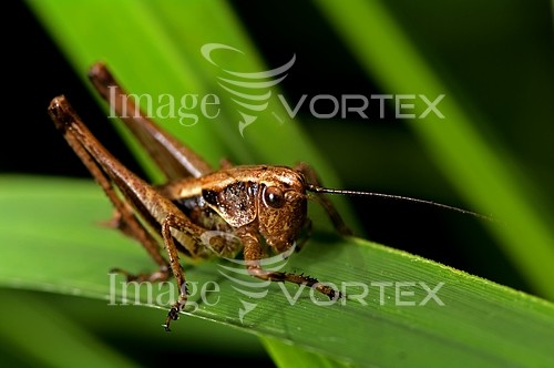 Insect / spider royalty free stock image #256366997