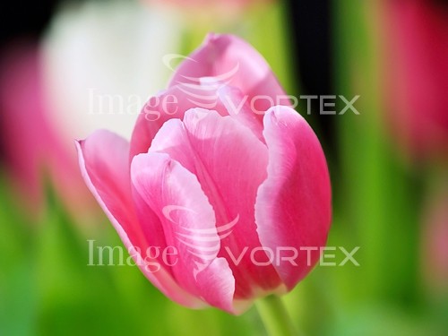 Flower royalty free stock image #256388750