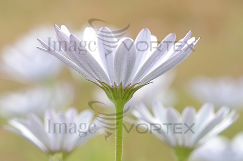 Flower royalty free stock image #257646572