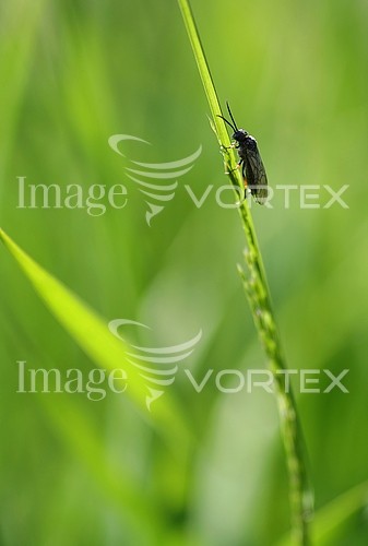 Insect / spider royalty free stock image #257521158