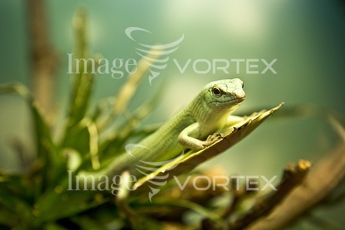 Animal / wildlife royalty free stock image #257888912