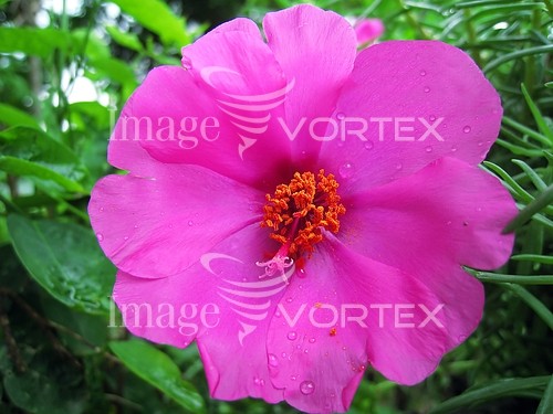 Flower royalty free stock image #257116572