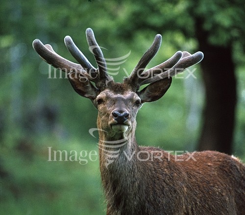 Animal / wildlife royalty free stock image #259616112