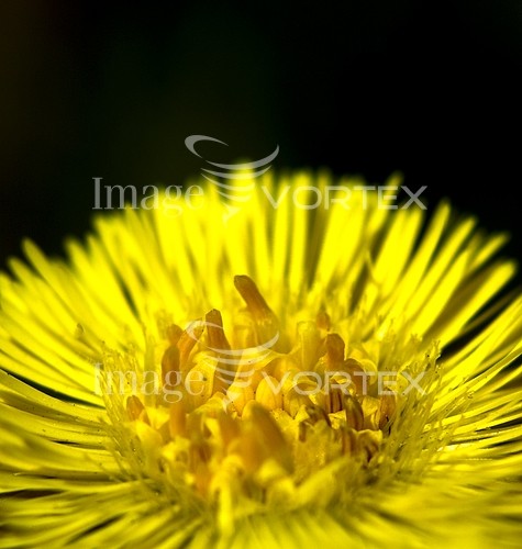 Flower royalty free stock image #260254263