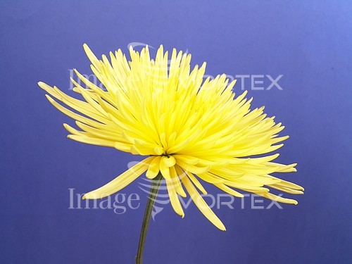 Flower royalty free stock image #261318994