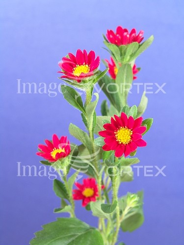 Flower royalty free stock image #261587943