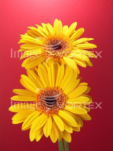 Flower royalty free stock image #261165921