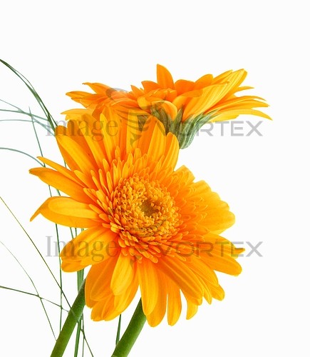 Flower royalty free stock image #261654896