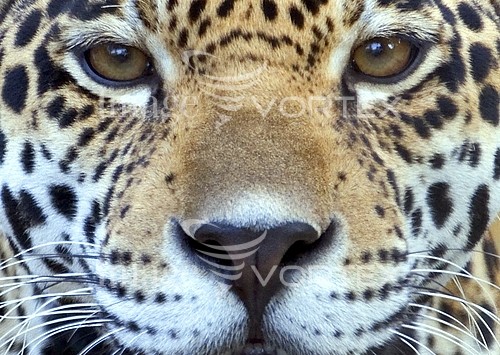 Animal / wildlife royalty free stock image #262477415