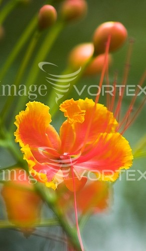Flower royalty free stock image #263170122