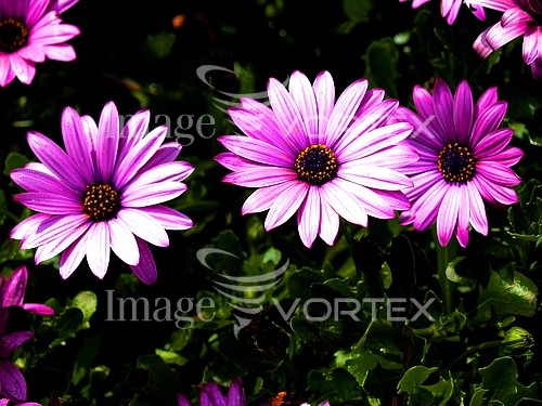 Flower royalty free stock image #263358567