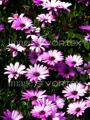 Flower royalty free stock image #263362993