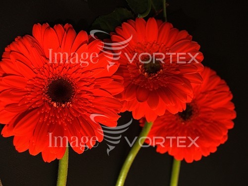 Flower royalty free stock image #263302365