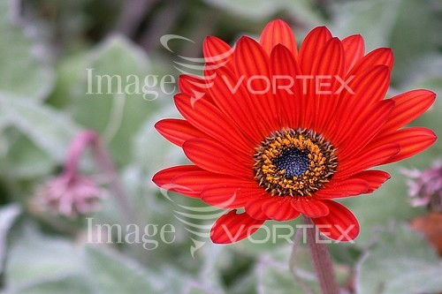 Flower royalty free stock image #263452408