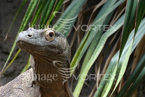 Animal / wildlife royalty free stock image #264180507