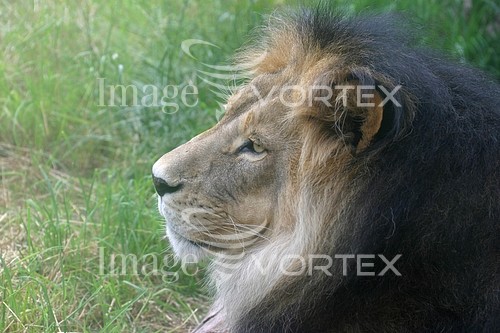 Animal / wildlife royalty free stock image #264280507