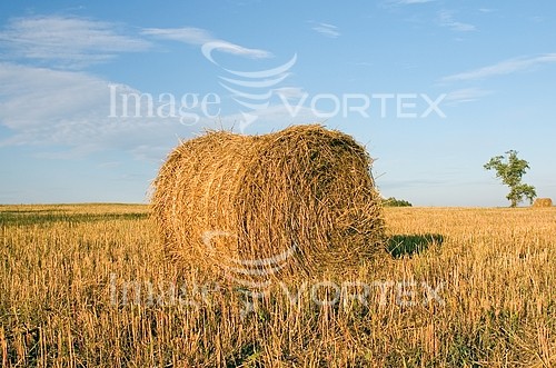 Industry / agriculture royalty free stock image #265981880
