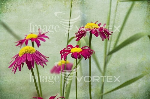 Flower royalty free stock image #265973174