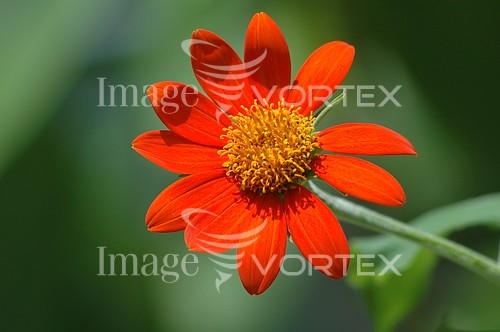 Flower royalty free stock image #267156284