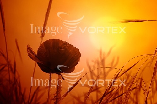 Nature / landscape royalty free stock image #267880905