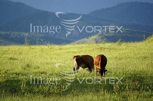 Animal / wildlife royalty free stock image #268986465