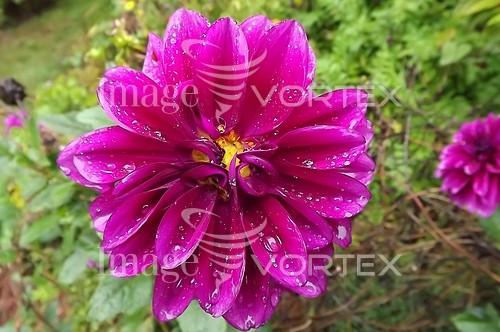 Flower royalty free stock image #268812081