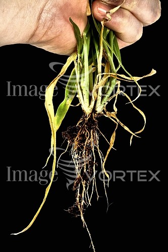 Industry / agriculture royalty free stock image #269051544