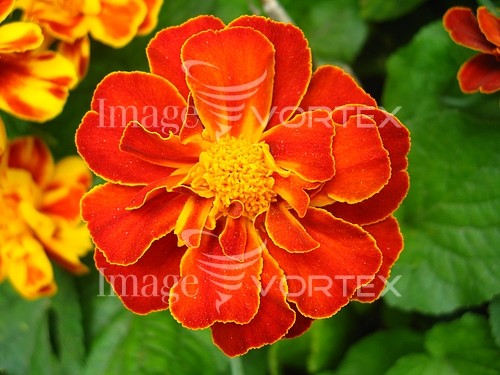 Flower royalty free stock image #269956336