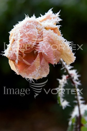 Flower royalty free stock image #269323973