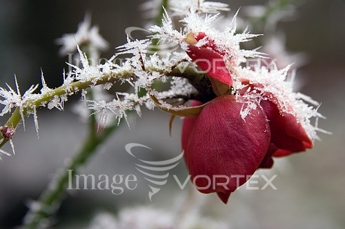 Flower royalty free stock image #269339704