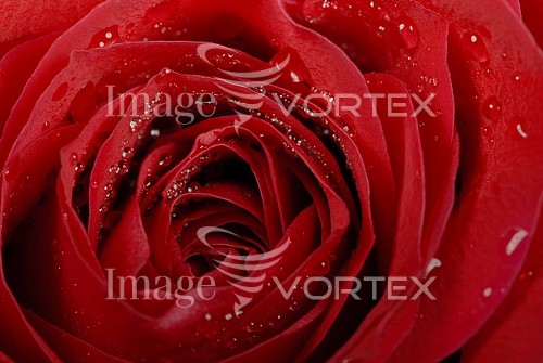 Flower royalty free stock image #269871765