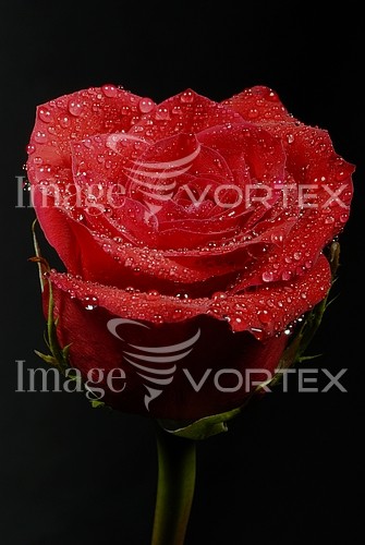 Flower royalty free stock image #269898842