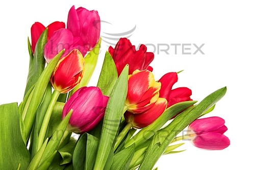 Flower royalty free stock image #271585419