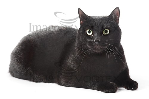 Pet / cat / dog royalty free stock image #271718780