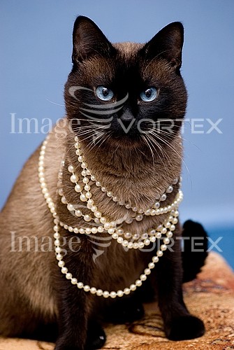 Pet / cat / dog royalty free stock image #271099012