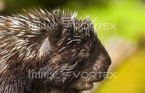 Animal / wildlife royalty free stock image #271644598