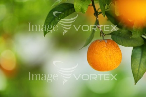 Food / drink royalty free stock image #271010369