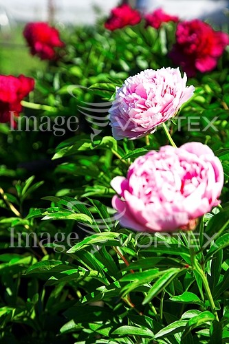 Flower royalty free stock image #272715428